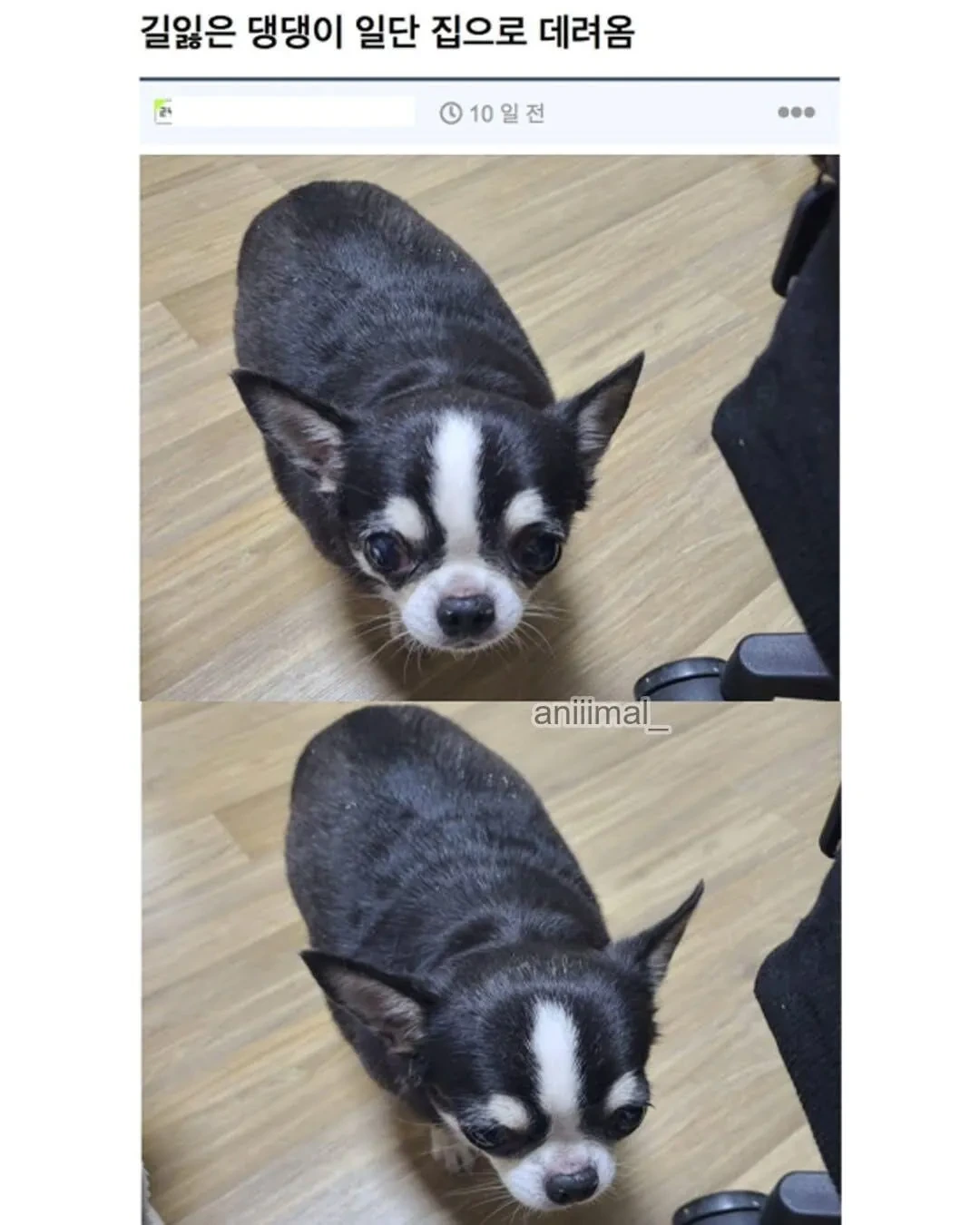 아파트에-왠-댕댕이가-돌아다니는데-어캄-4-이미지