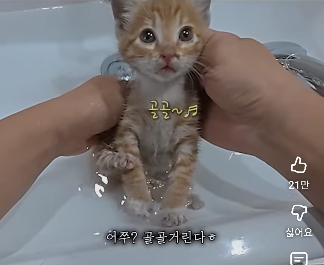 목욕중에-골골송-부르고-꾹꾹이하는-아기-황칠복-0-이미지