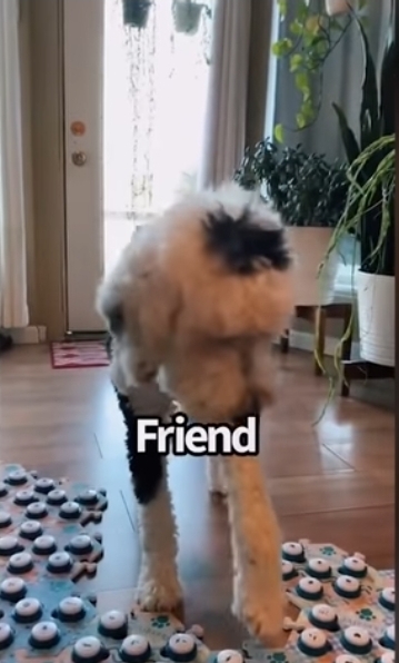 집사에게-예전에-개였냐고-물어보는-버니-🐶-34-이미지