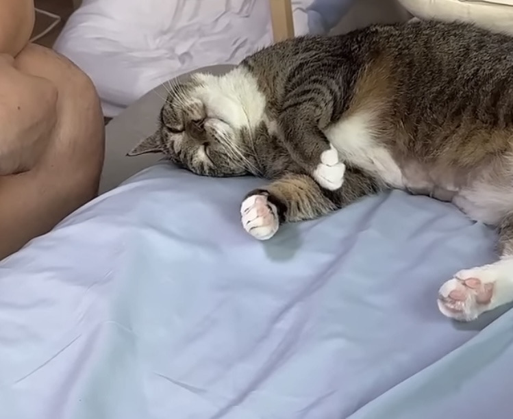 육묘-난이도-최하인-고양이.jpg-16-이미지