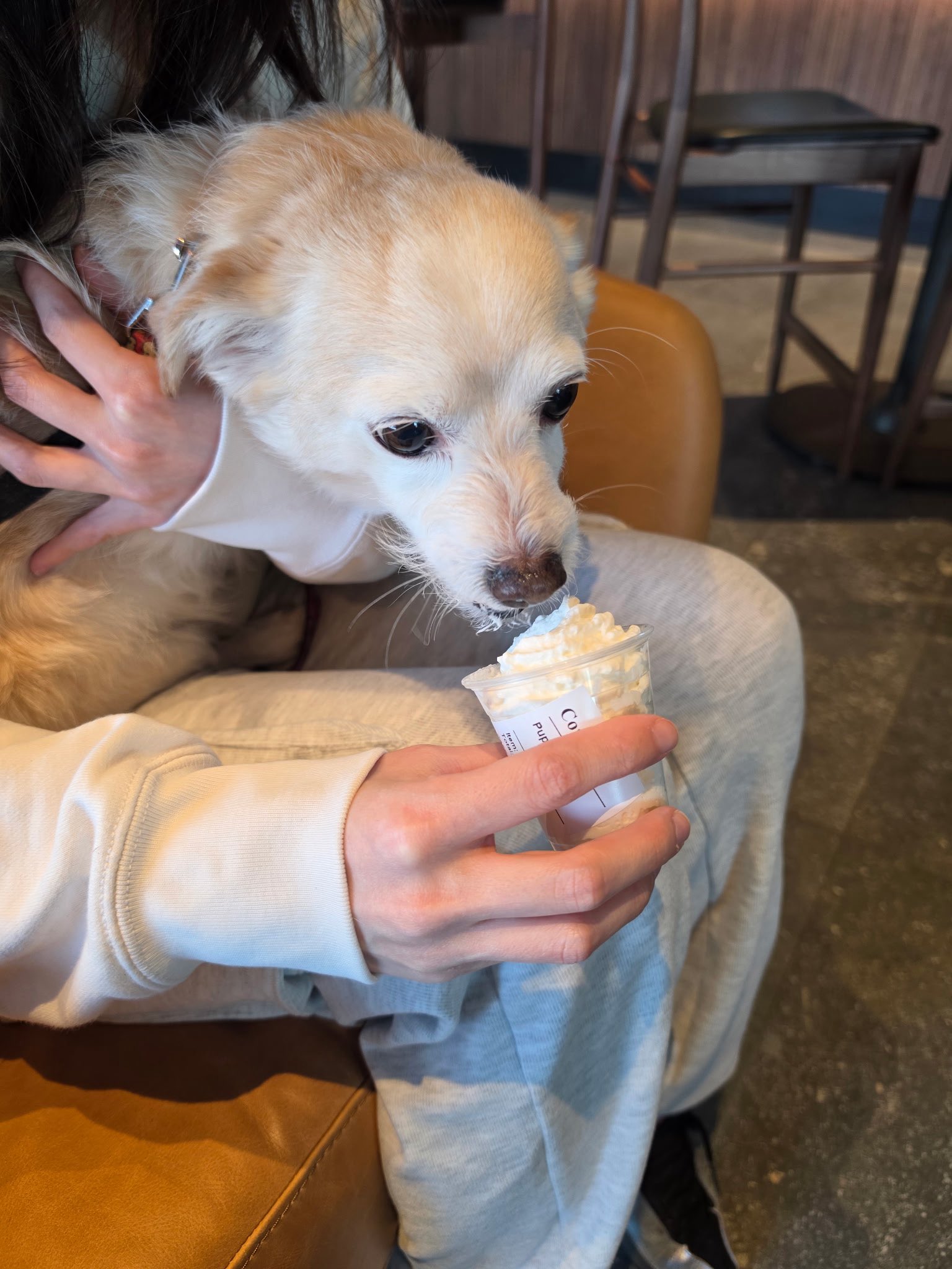 스벅에서-주는-퍼푸치노-너무-좋아서-물개된-강아디-1-이미지