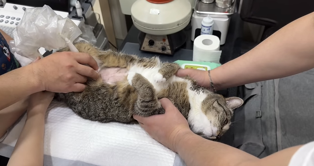 육묘-난이도-최하인-고양이.jpg-13-이미지