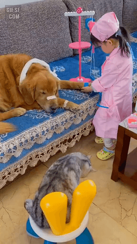 골든리트리버-고양이랑-병원놀이하는-아이-0-이미지