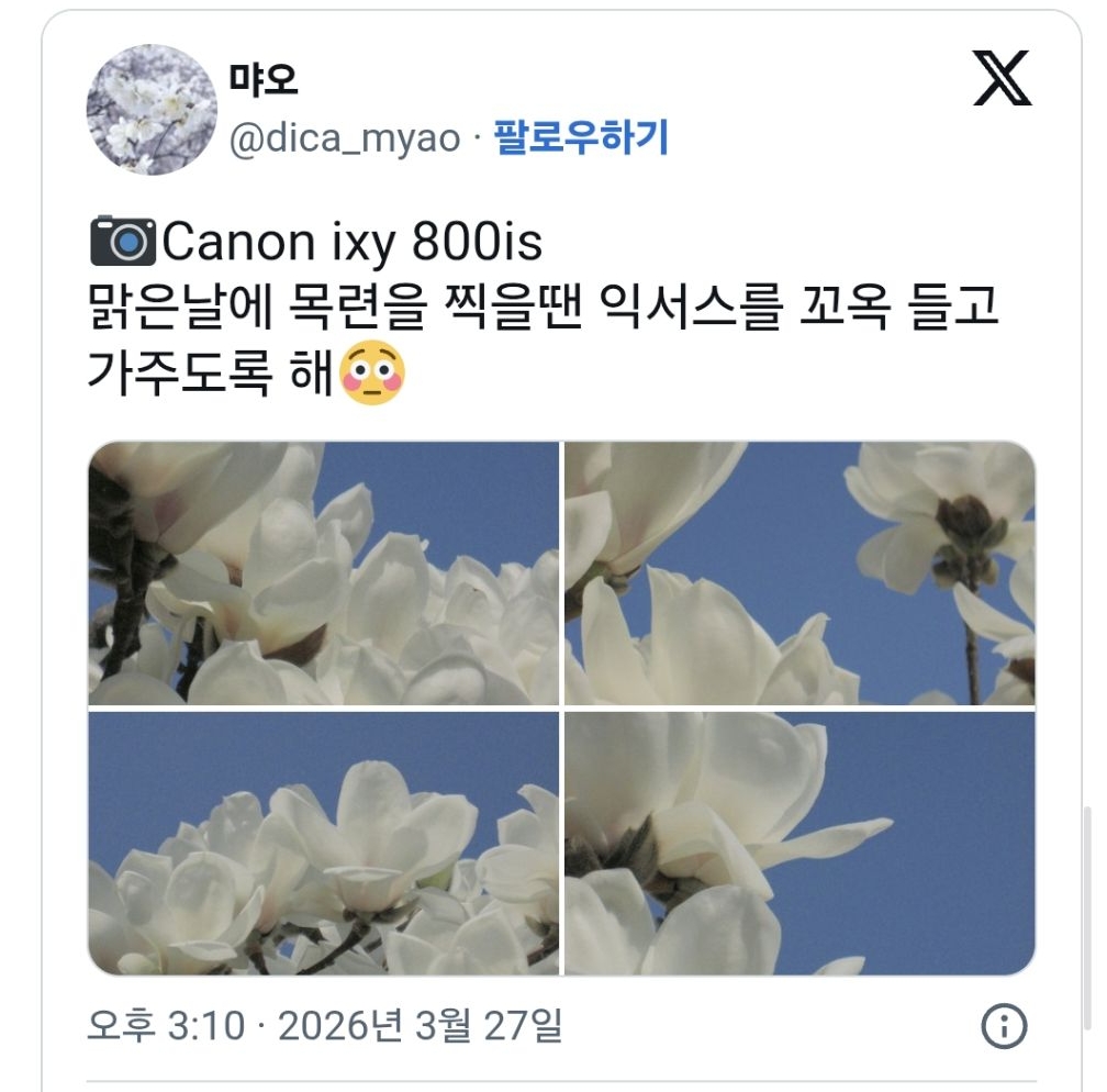 여러분-이번주말-목련이-최고로-아름다움-나가서-즐기세요.twt-6-이미지