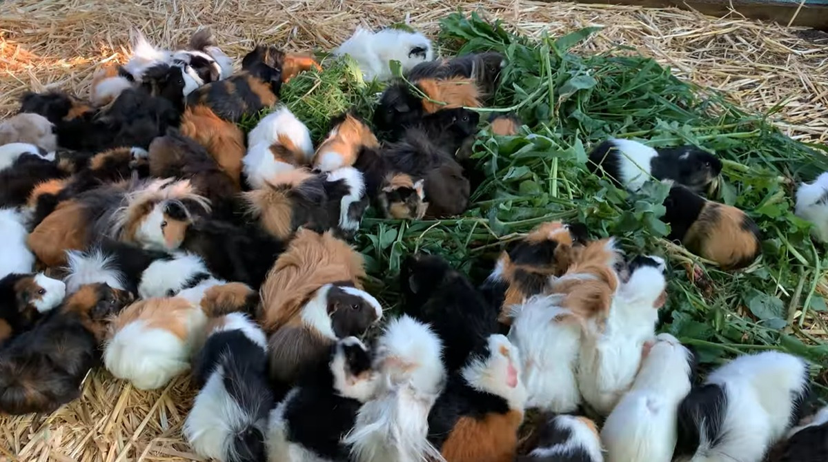 어쩌다보니-80마리-기니피그를-먹여살리게된-호주인-0-이미지