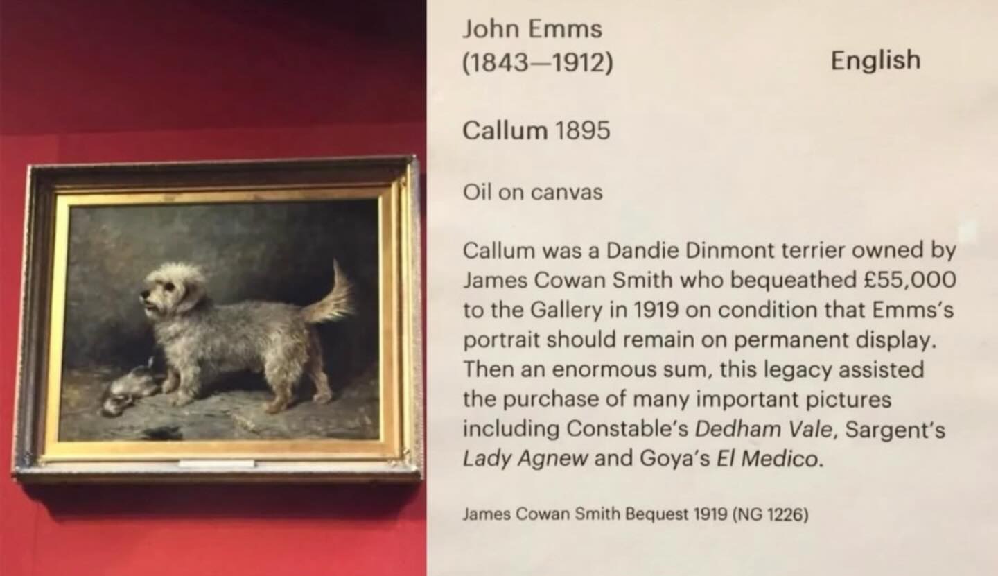 반려견을-너무-사랑한-주인-1-이미지