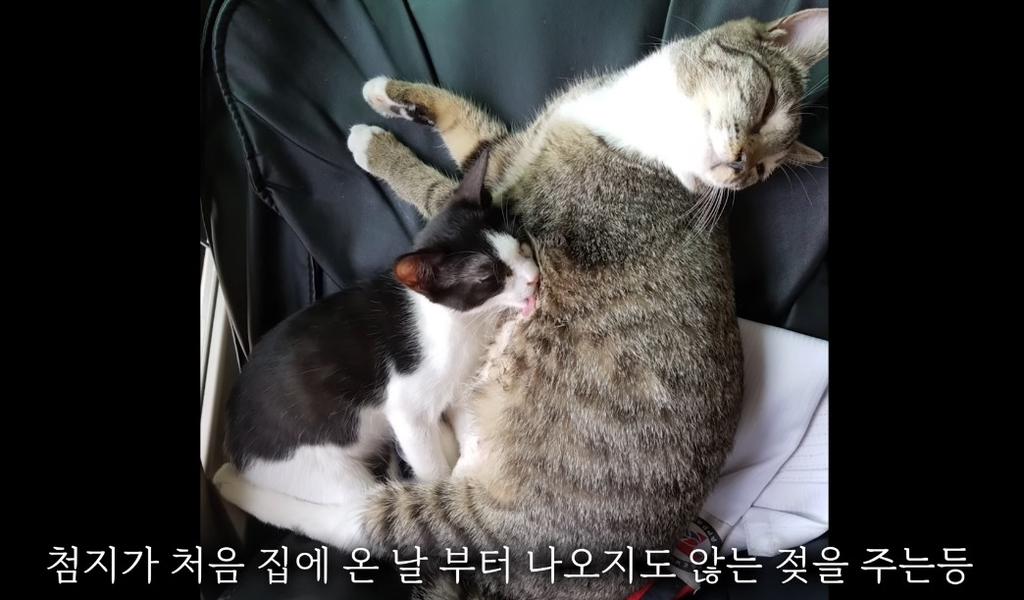 육묘-난이도-최하인-고양이.jpg-21-이미지