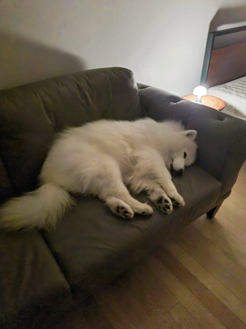 강아지들-상상-이상으로-집에서-누워있기만-해서-놀란-달글-0-이미지