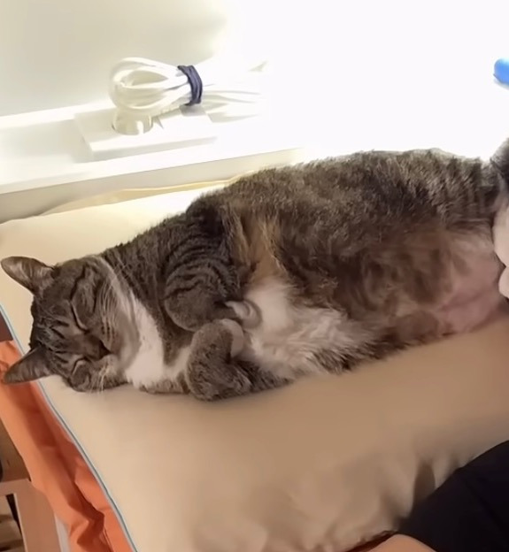 육묘-난이도-최하인-고양이.jpg-1-이미지