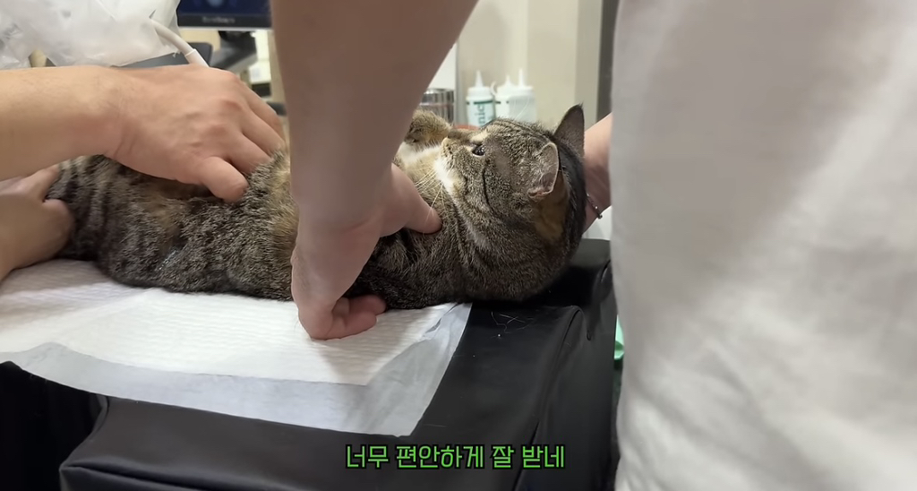 육묘-난이도-최하인-고양이.jpg-14-이미지
