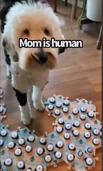 집사에게-예전에-개였냐고-물어보는-버니-🐶-5-이미지