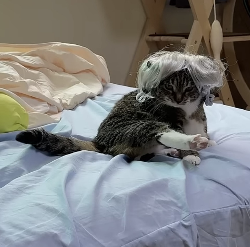 육묘-난이도-최하인-고양이.jpg-6-이미지