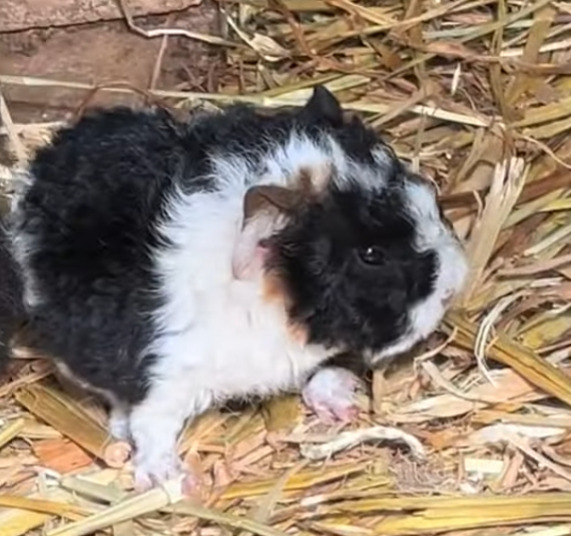 어쩌다보니-80마리-기니피그를-먹여살리게된-호주인-2-이미지