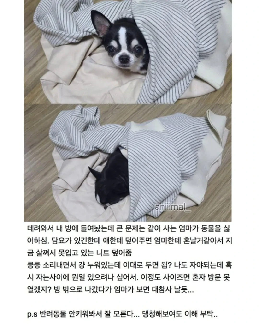 아파트에-왠-댕댕이가-돌아다니는데-어캄-5-이미지