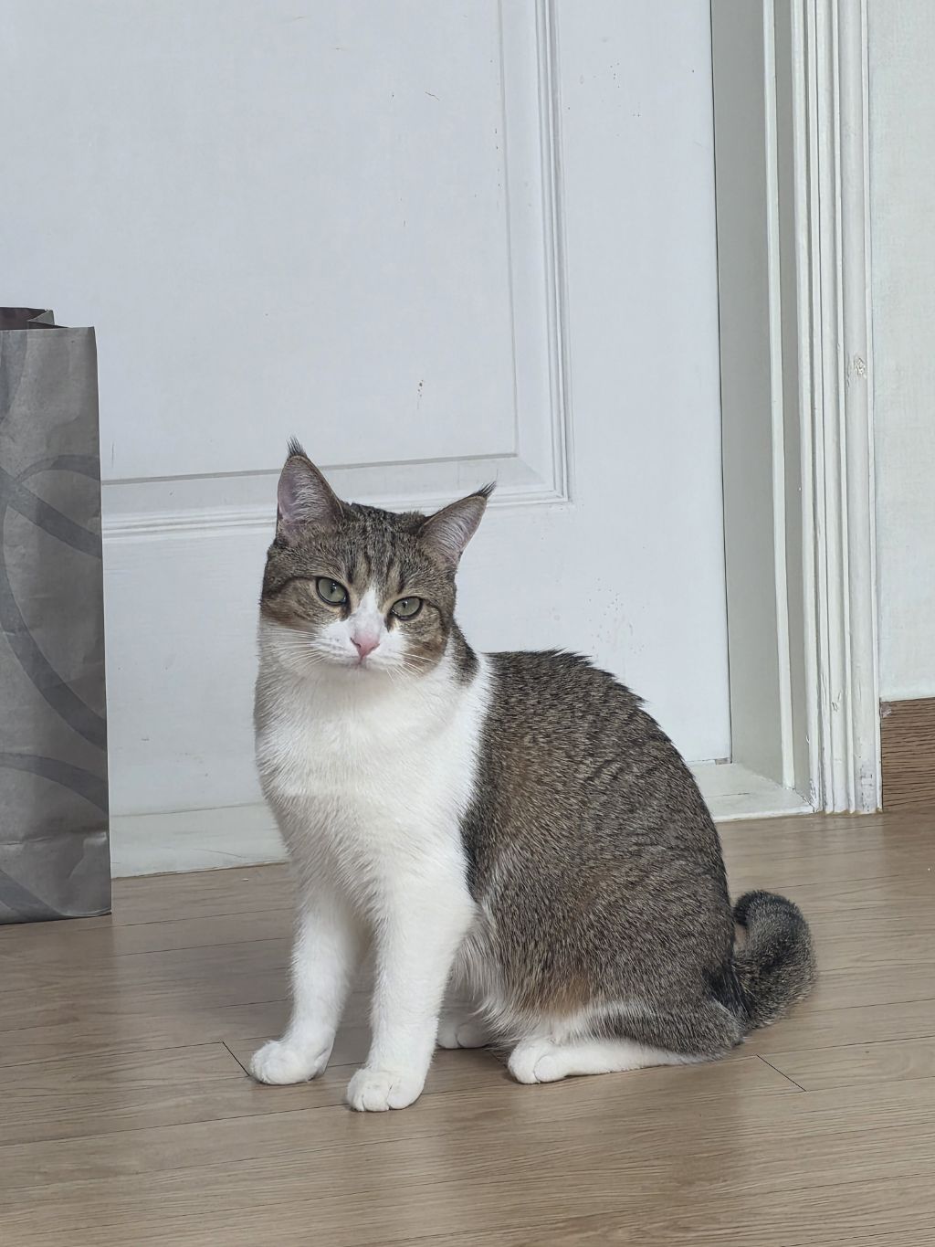 자동-장난감으론-우리-고양이-만족을-못-시키네..-3-이미지