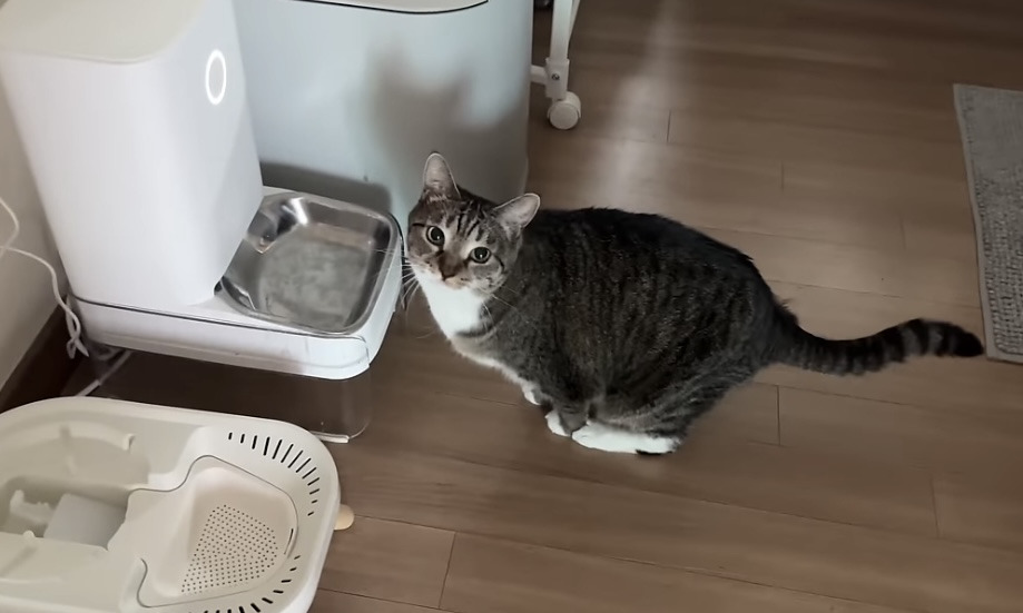 육묘-난이도-최하인-고양이.jpg-18-이미지