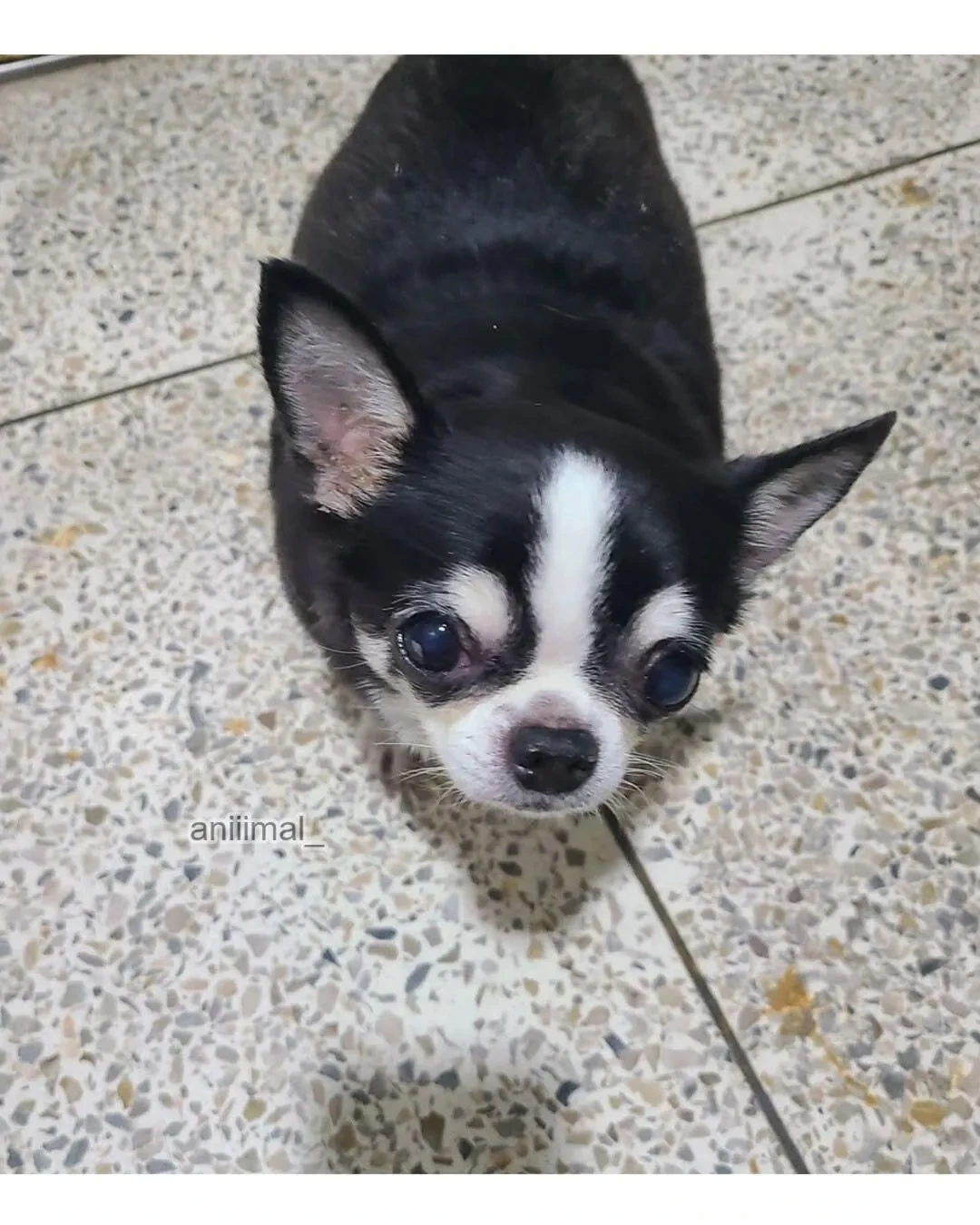 아파트에-왠-댕댕이가-돌아다니는데-어캄-1-이미지