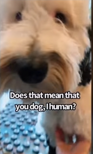 집사에게-예전에-개였냐고-물어보는-버니-🐶-38-이미지