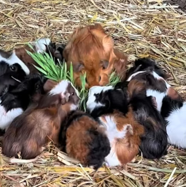 어쩌다보니-80마리-기니피그를-먹여살리게된-호주인-4-이미지