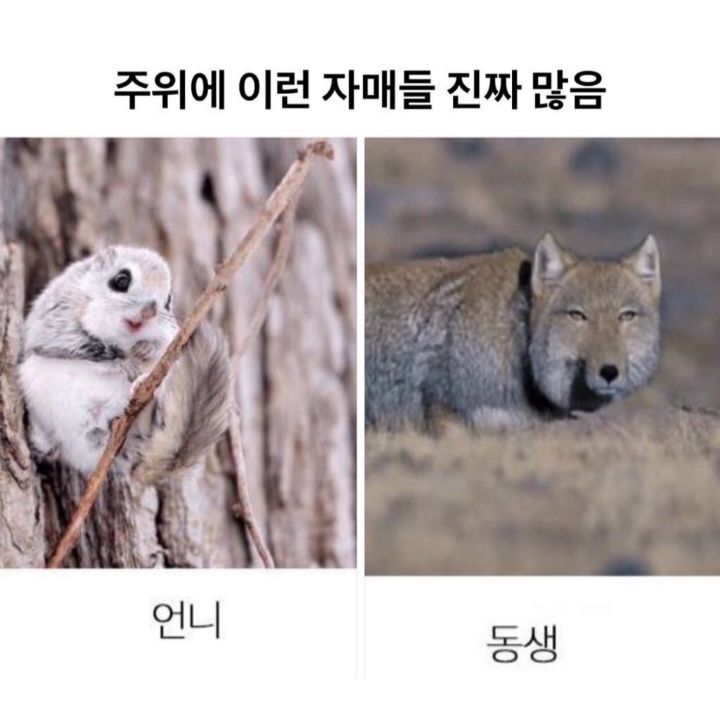주위에-이런-자매들-진짜-많음-0-이미지
