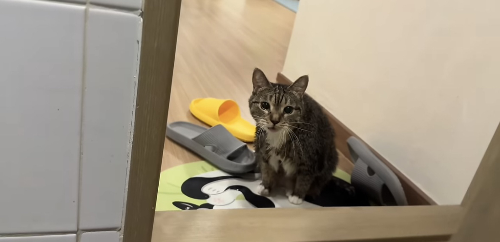 육묘-난이도-최하인-고양이.jpg-20-이미지