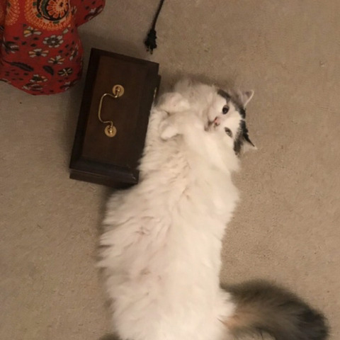 반려-동물이-싫다던...-시리즈-13-이미지