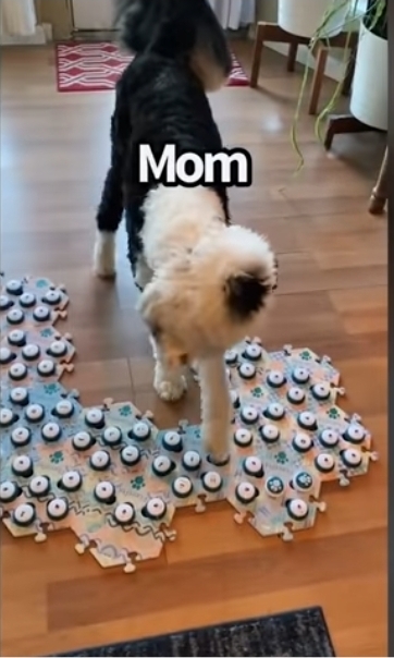 집사에게-예전에-개였냐고-물어보는-버니-🐶-0-이미지