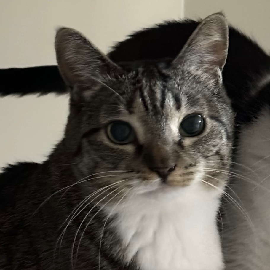 육묘-난이도-최하인-고양이.jpg-0-이미지