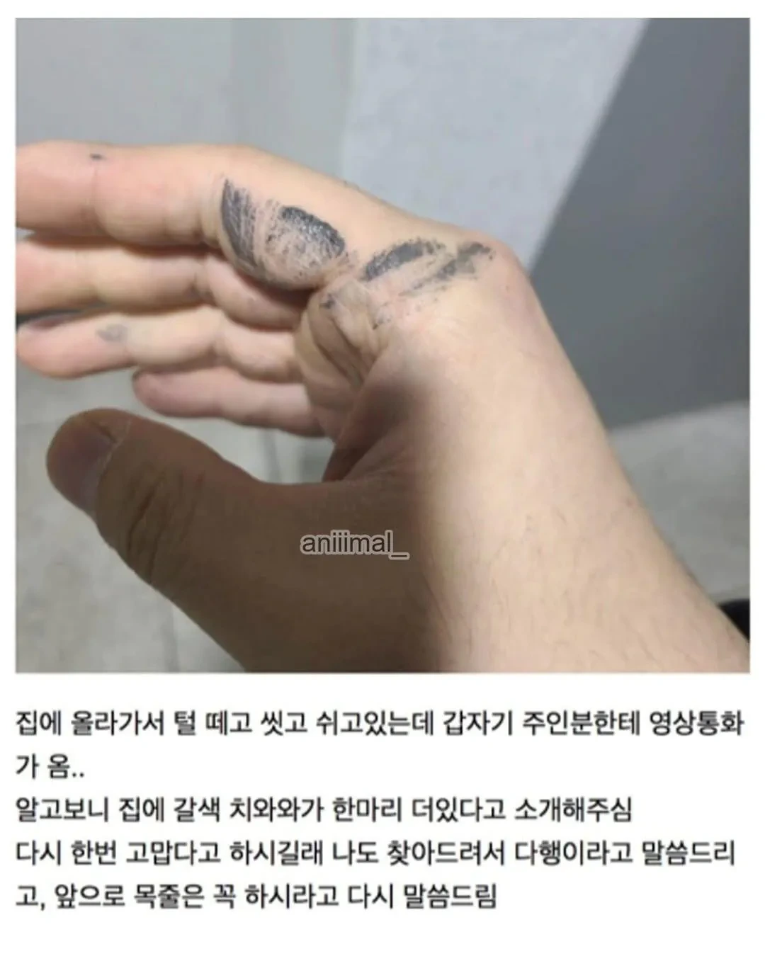 아파트에-왠-댕댕이가-돌아다니는데-어캄-12-이미지