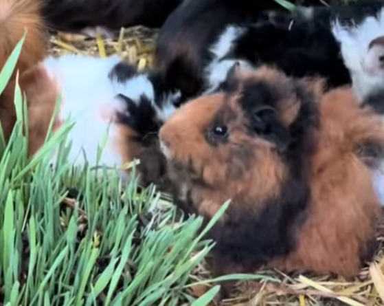 어쩌다보니-80마리-기니피그를-먹여살리게된-호주인-3-이미지