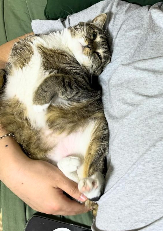 육묘-난이도-최하인-고양이.jpg-2-이미지