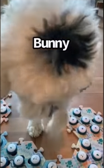 집사에게-예전에-개였냐고-물어보는-버니-🐶-11-이미지