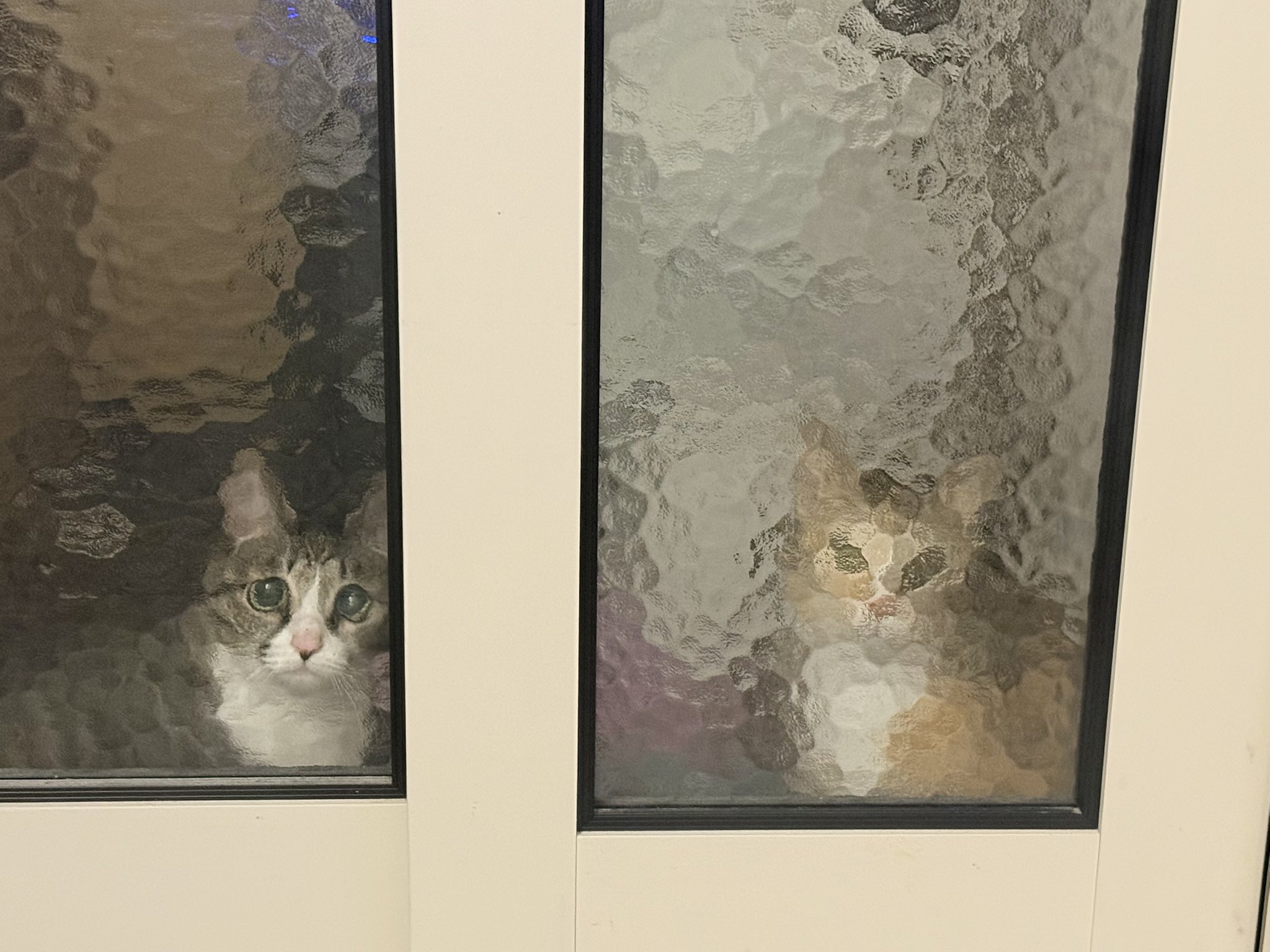 가뜩이나-억울하게-생겼는데-유리-패턴때문에-더-억울해진-김게울씨-0-이미지