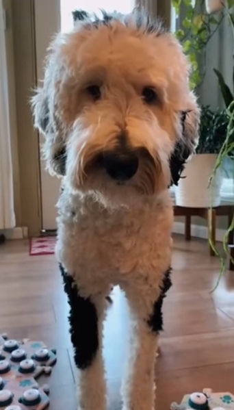 집사에게-예전에-개였냐고-물어보는-버니-🐶-29-이미지