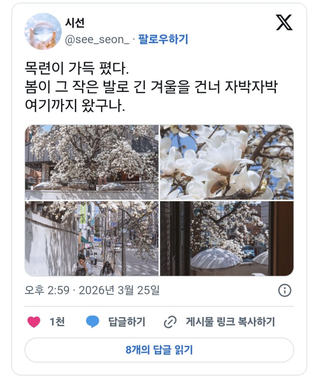 여러분-이번주말-목련이-최고로-아름다움-나가서-즐기세요.twt-1-이미지