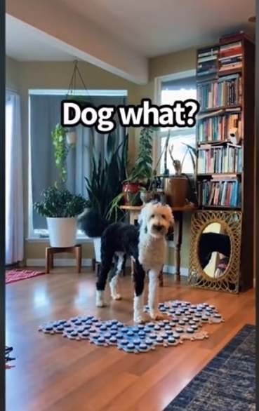 집사에게-예전에-개였냐고-물어보는-버니-🐶-25-이미지