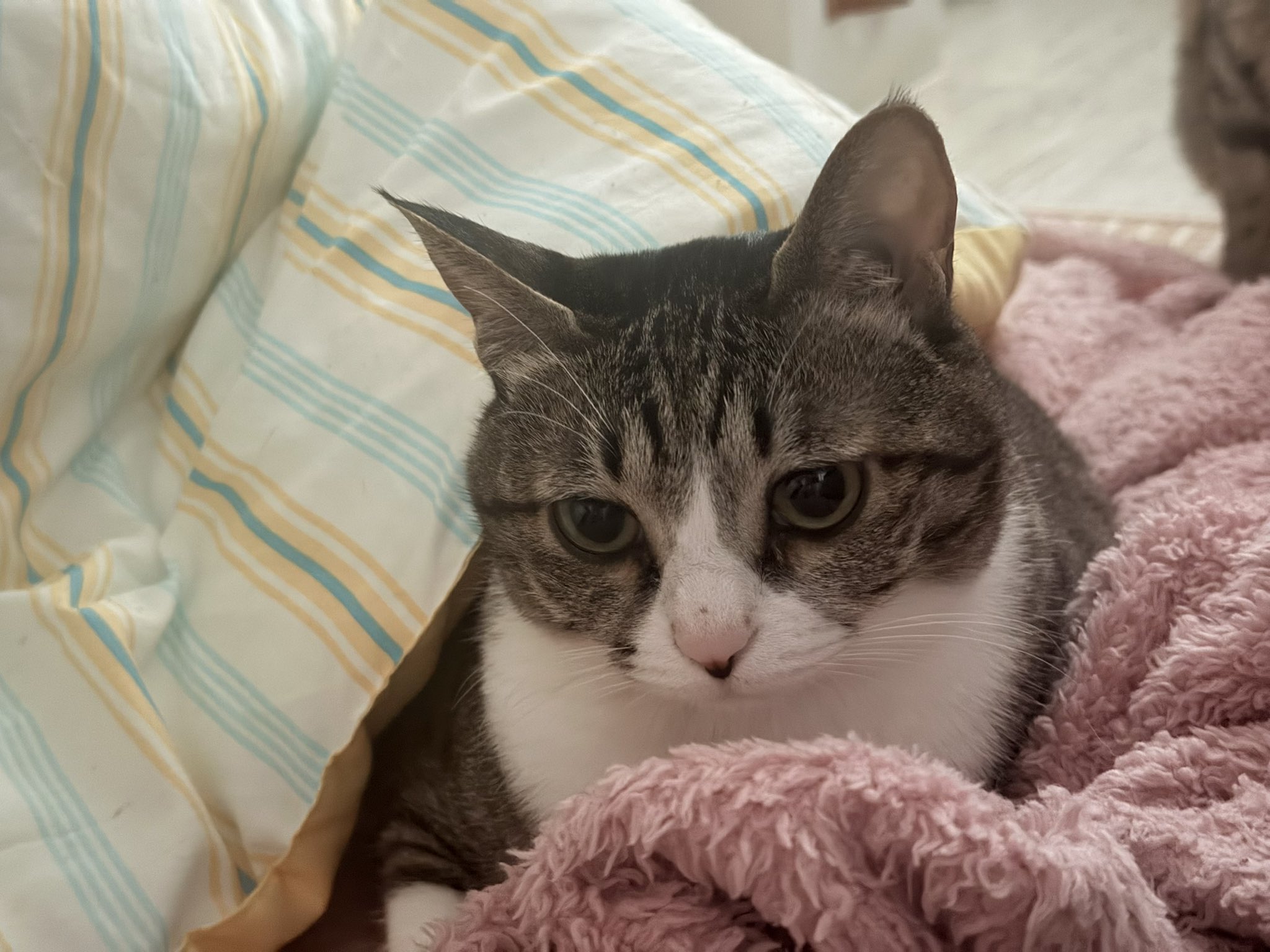 가뜩이나-억울하게-생겼는데-유리-패턴때문에-더-억울해진-김게울씨-3-이미지