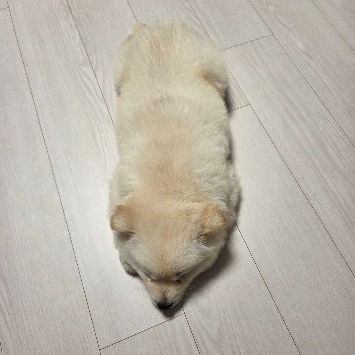 새끼-진도-믹스-2-이미지