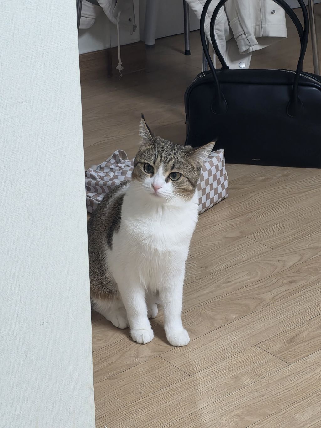 자동-장난감으론-우리-고양이-만족을-못-시키네..-1-이미지