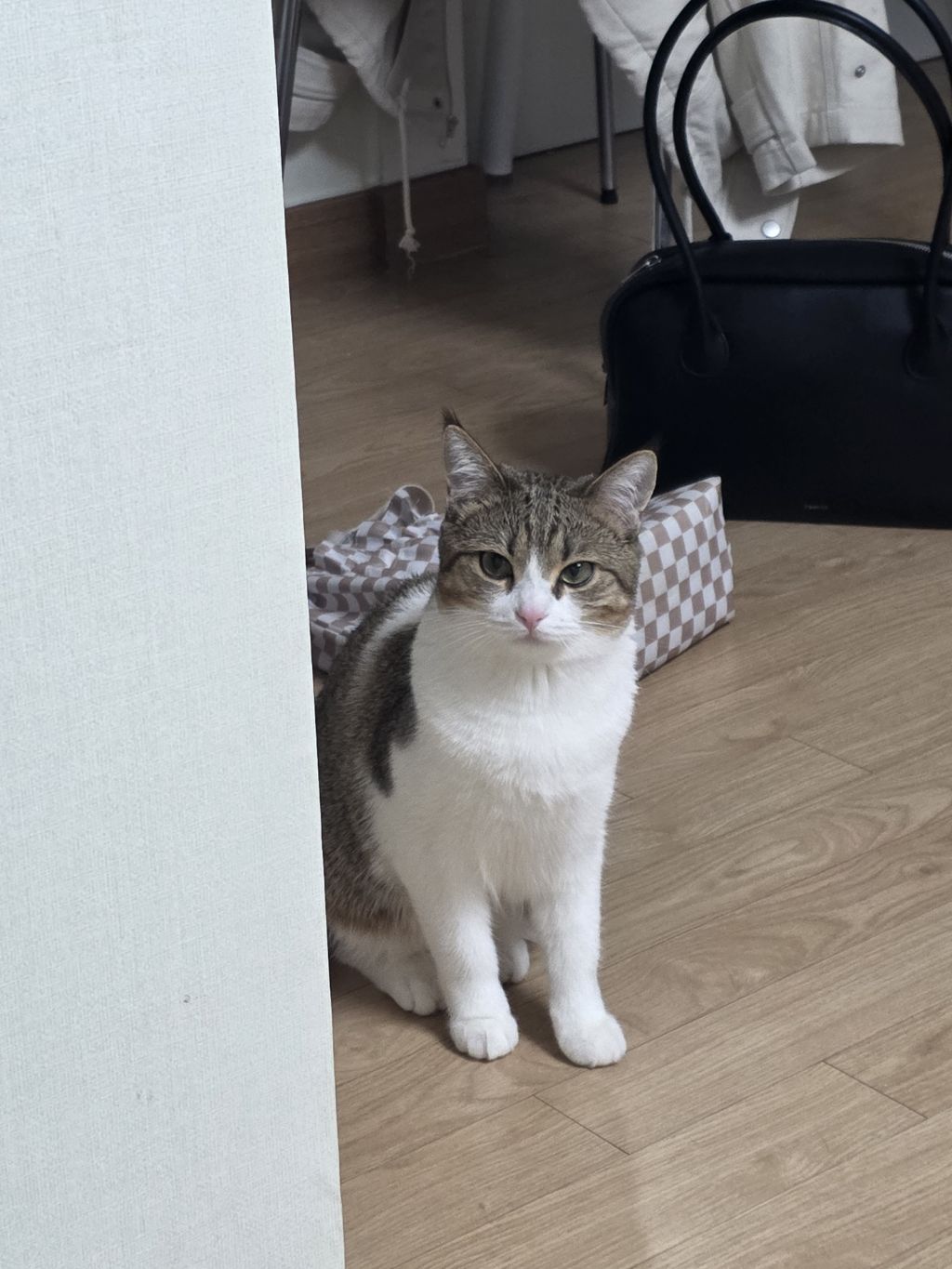 자동-장난감으론-우리-고양이-만족을-못-시키네..-2-이미지