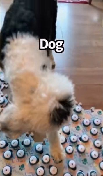 집사에게-예전에-개였냐고-물어보는-버니-🐶-12-이미지