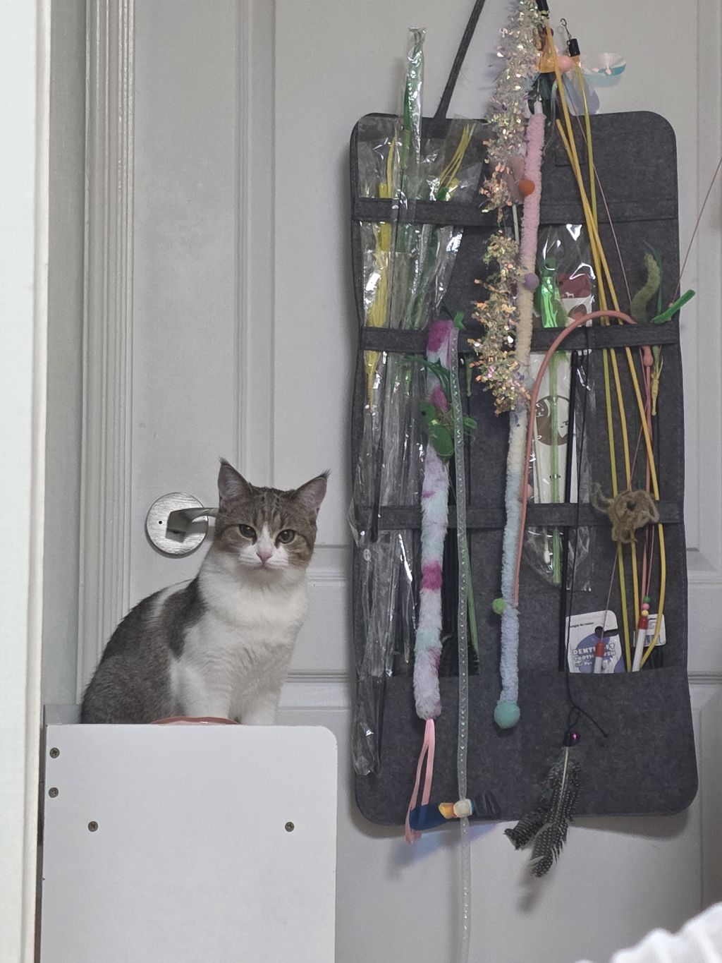 자동-장난감으론-우리-고양이-만족을-못-시키네..-6-이미지