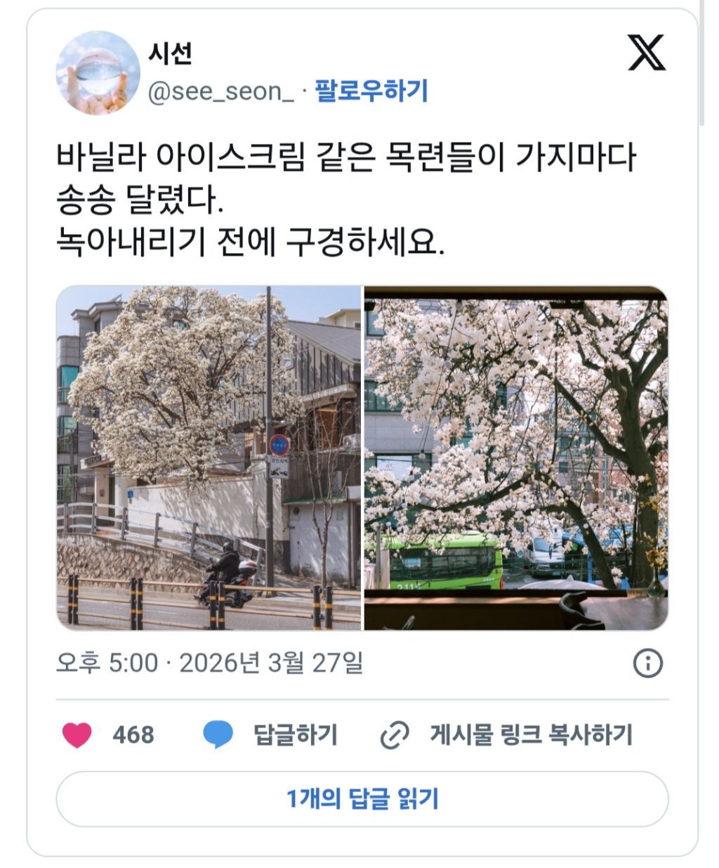 여러분-이번주말-목련이-최고로-아름다움-나가서-즐기세요.twt-3-이미지