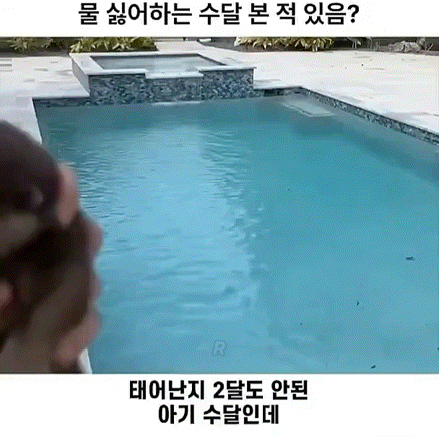 땅속성-수달-0-이미지