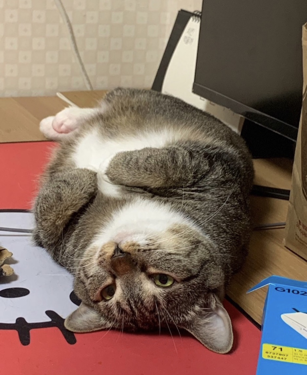 육묘-난이도-최하인-고양이.jpg-3-이미지