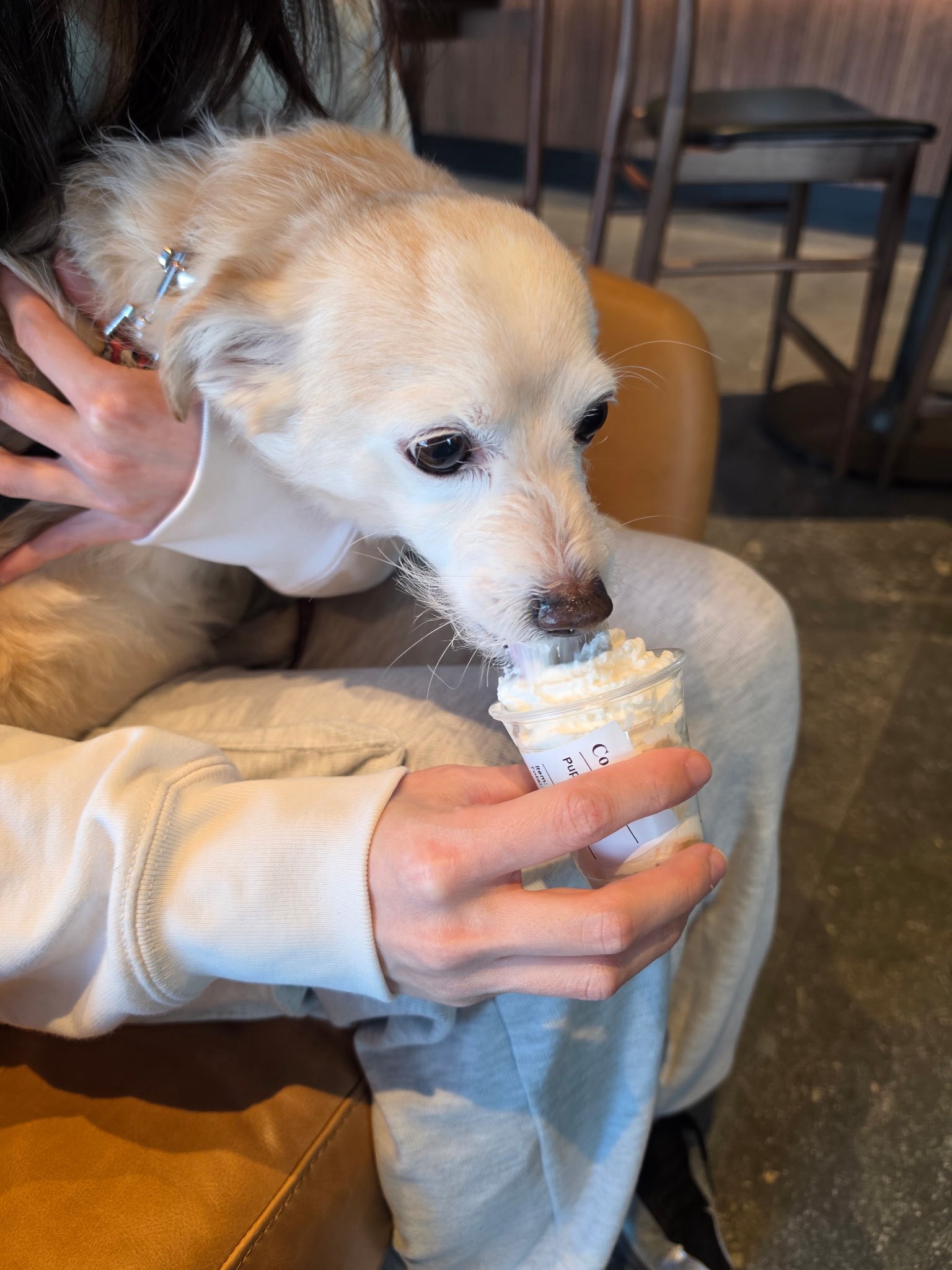 스벅에서-주는-퍼푸치노-너무-좋아서-물개된-강아디-2-이미지