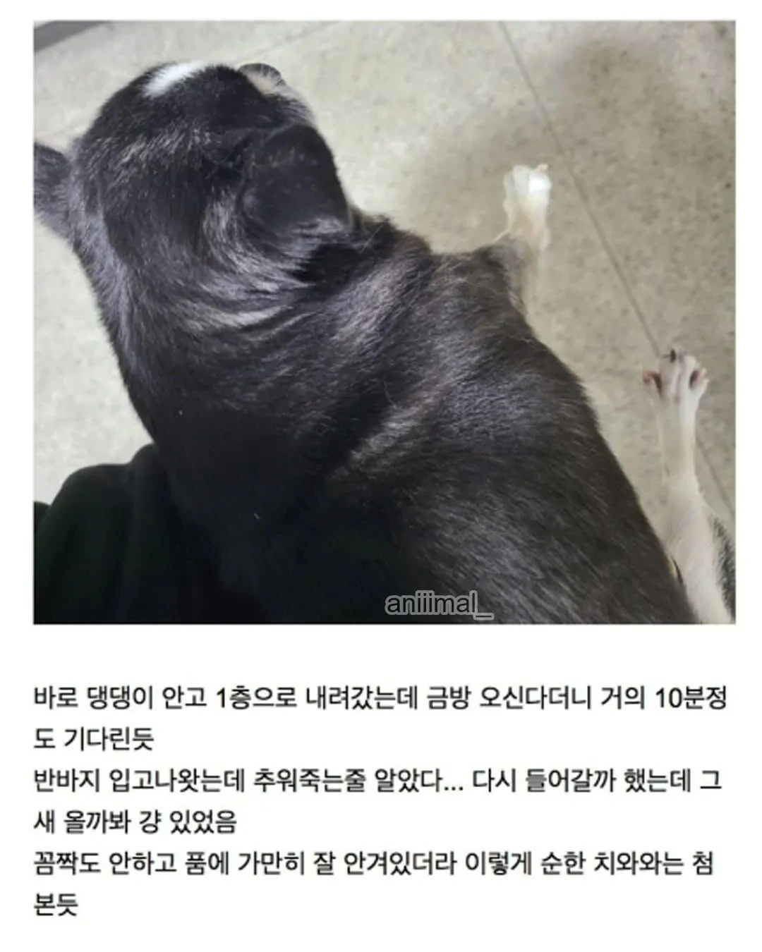 아파트에-왠-댕댕이가-돌아다니는데-어캄-8-이미지