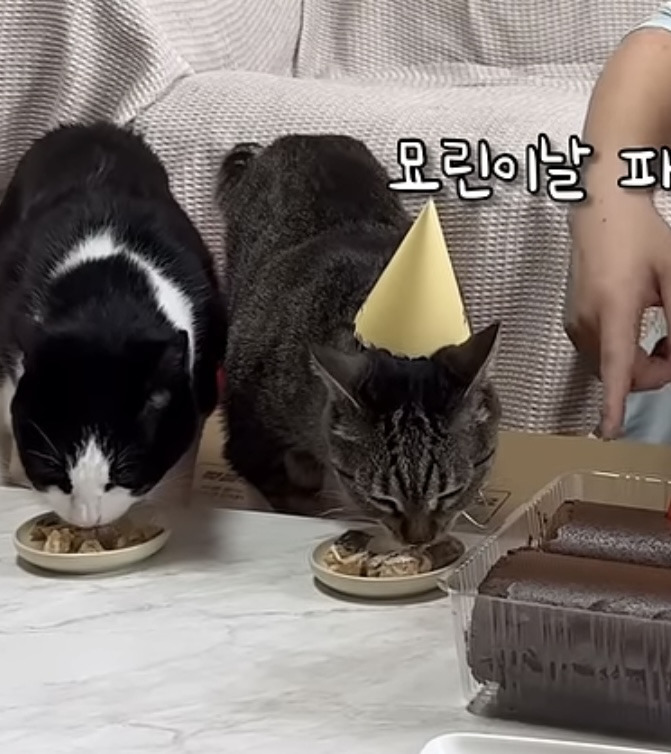 육묘-난이도-최하인-고양이.jpg-5-이미지