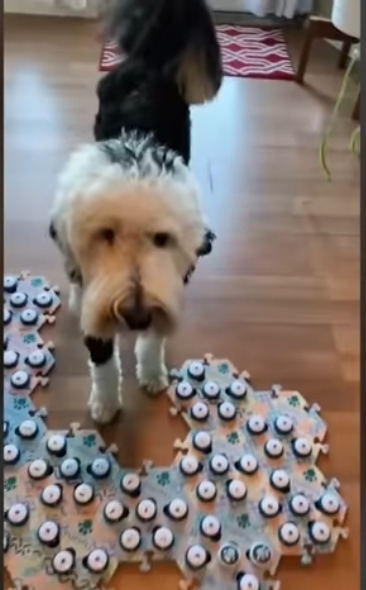 집사에게-예전에-개였냐고-물어보는-버니-🐶-8-이미지