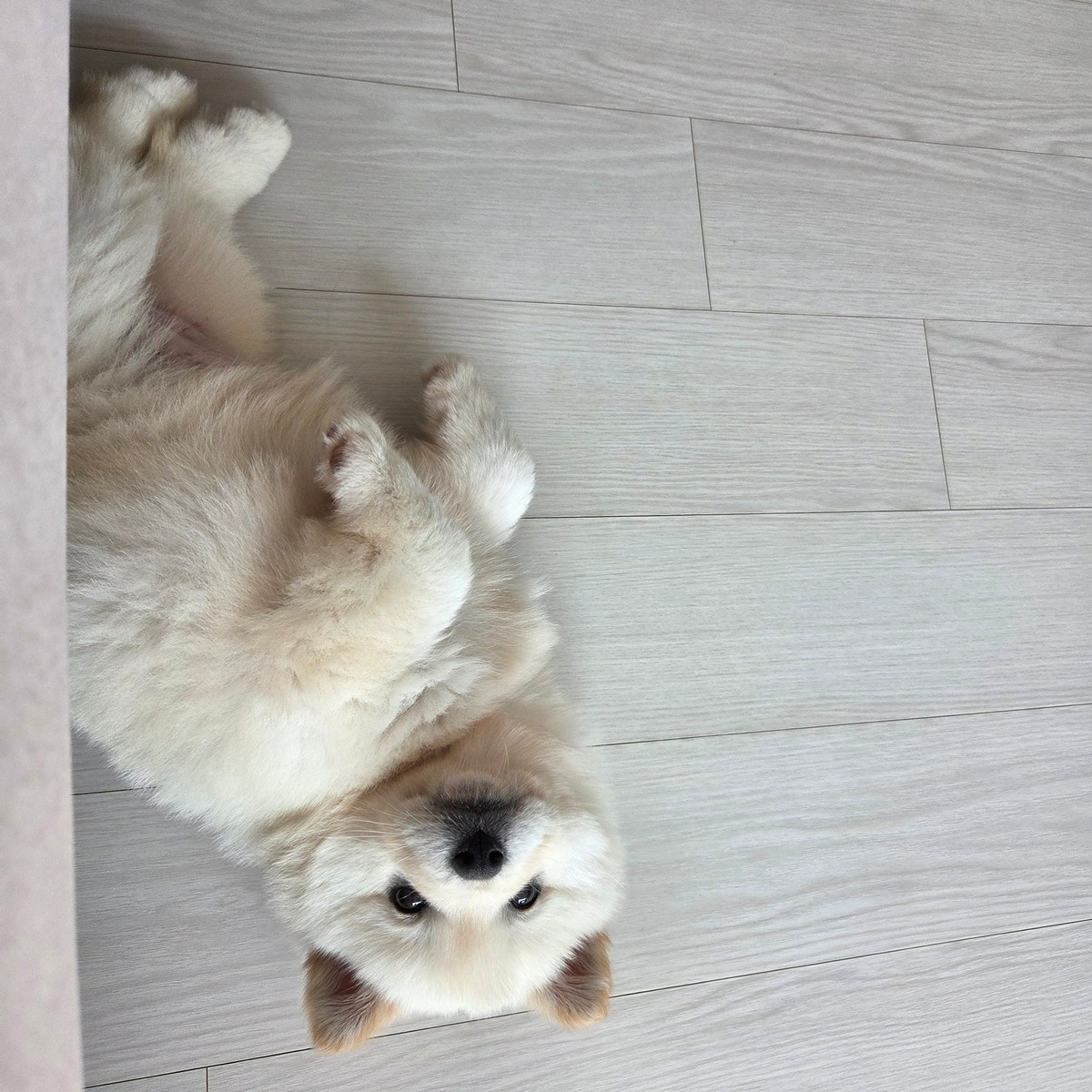 새끼-진도-믹스-1-이미지